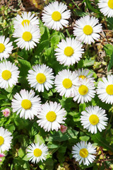 Fototapeta premium Close up of blooming daisy flowers field