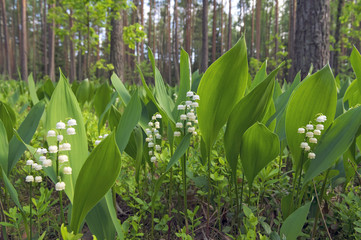 Blooming lilies of the valley in  sunny pine forest