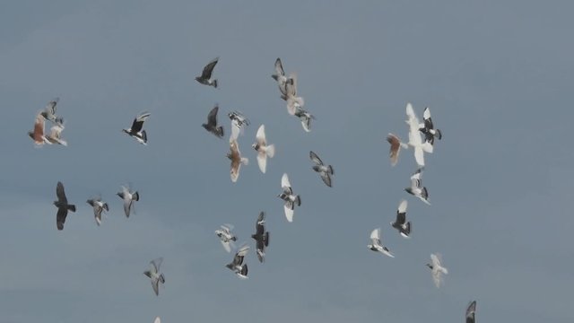 vol groupé de pigeons au dessus de l'océan