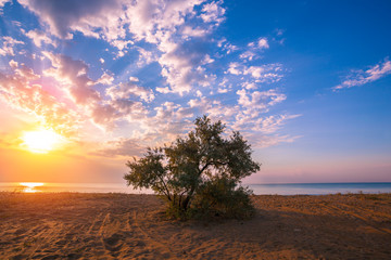 Sunrise over sea, alone tree on the beach