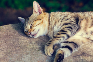 Naklejka na ściany i meble Portrait of a happy sleeping cat