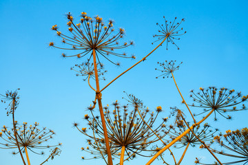 Dry dill plant against blue sky