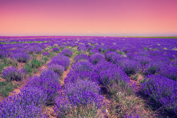 Naklejka na ściany i meble Blossoming lavender field