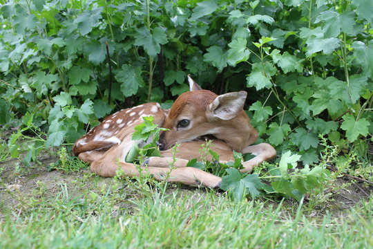 Fawn