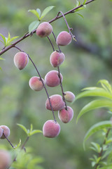 Group of small peaches