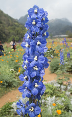 Delphinium Blue Bird flower