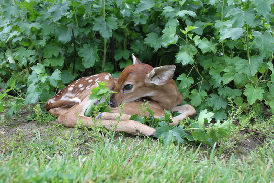 Fawn hidding in bush
