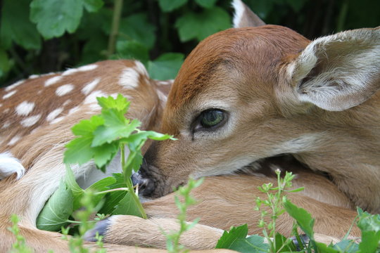 Fawn close-up