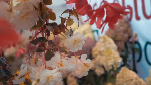 Camera shoots red and white flowers of the begonia in motion