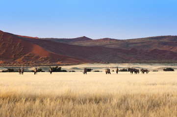 Obraz premium Herd of Gemsbok in Sossusvlei, Namibia