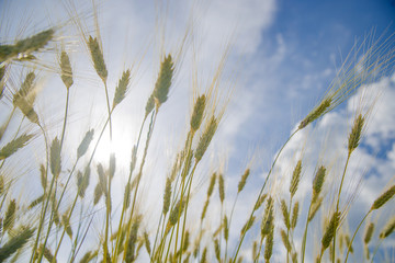 Obraz premium Ears of wheat growing on the field