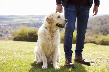 Close Up Of Golden Retriever On Walk In Countryside