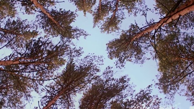 Crowns of trees circling