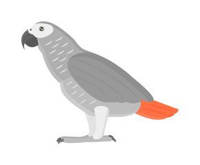 Cartoon parrots bird and parrot wild animal bird. Tropical parrot feather zoo birds tropical fauna macaw flying ara. Various cartoon exotic bird with parrots illustration vector