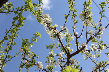 White flowers of the plum blossoms on a spring day in the park o