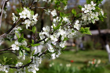 White flowers of the plum blossoms on a spring day in the park o