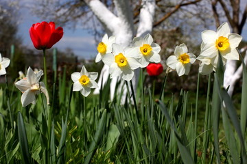 spring blossom flowers
