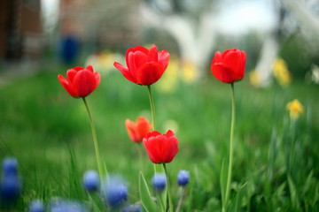 spring blossom flowers