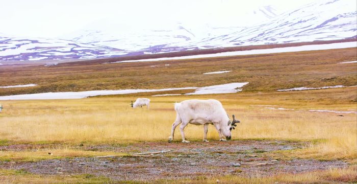 Reindeer walking in the arctic landscape of Svalbard