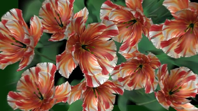 Blooming flowers - HD
Animation background with blooming flowers
