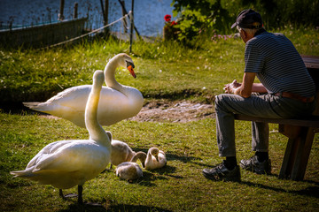 Old man and swans