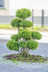 Buchsbäumchen (Buxus) im Vorgarten