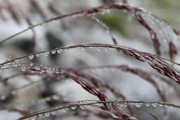 Many drops of water on twigs after raining.