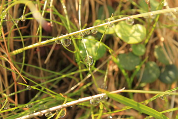 Few drops on blade of grass with reflection of grass in the drop. Around grass and other green plants.