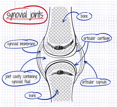 Vector Drawing Of A Synovial Joint