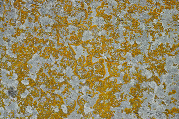 Lichen on stone texture