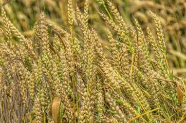Organic golden wheat before harvest at cultivated wheat field.Closeup shoot