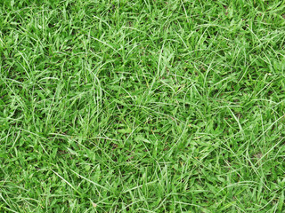 green grass texture