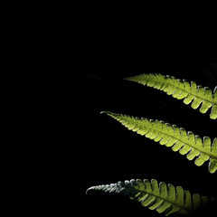Green fern with black copy space 