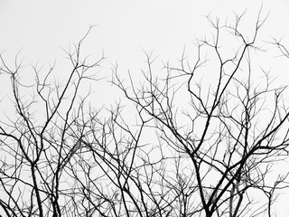 Fototapeta premium Branch of dead tree