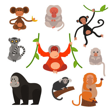 Set of cartoon monkeys vector illustration. Monkey collection and jungle monkey big set. Monkey cute types and cute primate monkey. Monkey zoo jumping chimpanzee mammal.