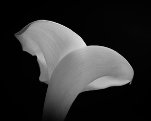 Arum Lily Monochrome Rear View