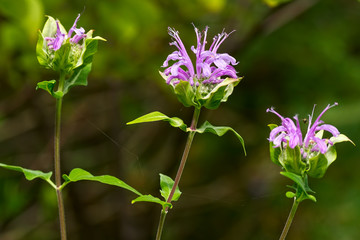 Wild Bergamot / Monarda fistulosa