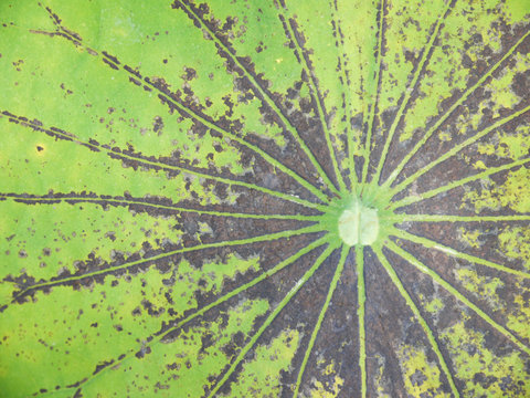 grunge old lotus leaf texture