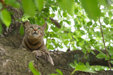 猫