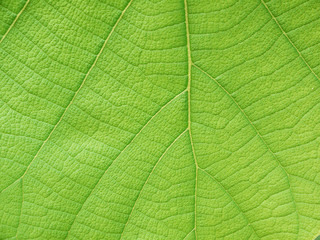 green leaf texture ( teak leaf )