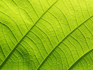 green leaf texture ( teak leaf )