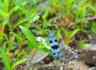 Rosalia longicorn (Rosalia alpina)