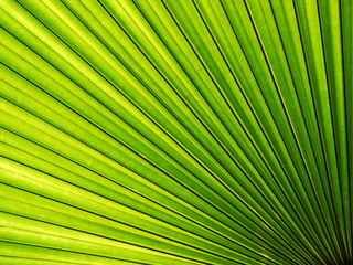 Lines and textures of Green Palm leaves