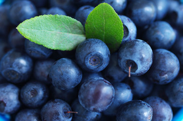 Juicy mature berries of bilberry close up. Berry bilberry background