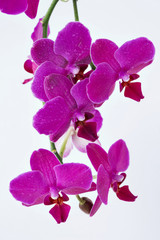 Pin orchids isolated on white studio background