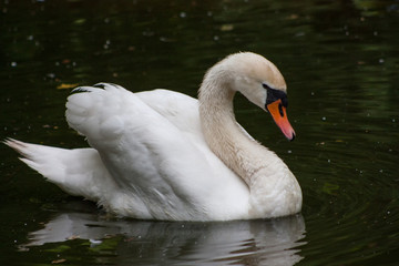White graceful swan
