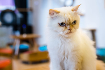Angry persian cat