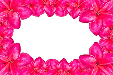 Frangipani flower frame isolated on white background with copy s