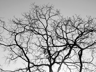 Branch of dead tree