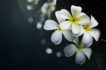 Photo sur Plexiglas Frangipanier Plumeria or Frangipani flower on pastel filter style background